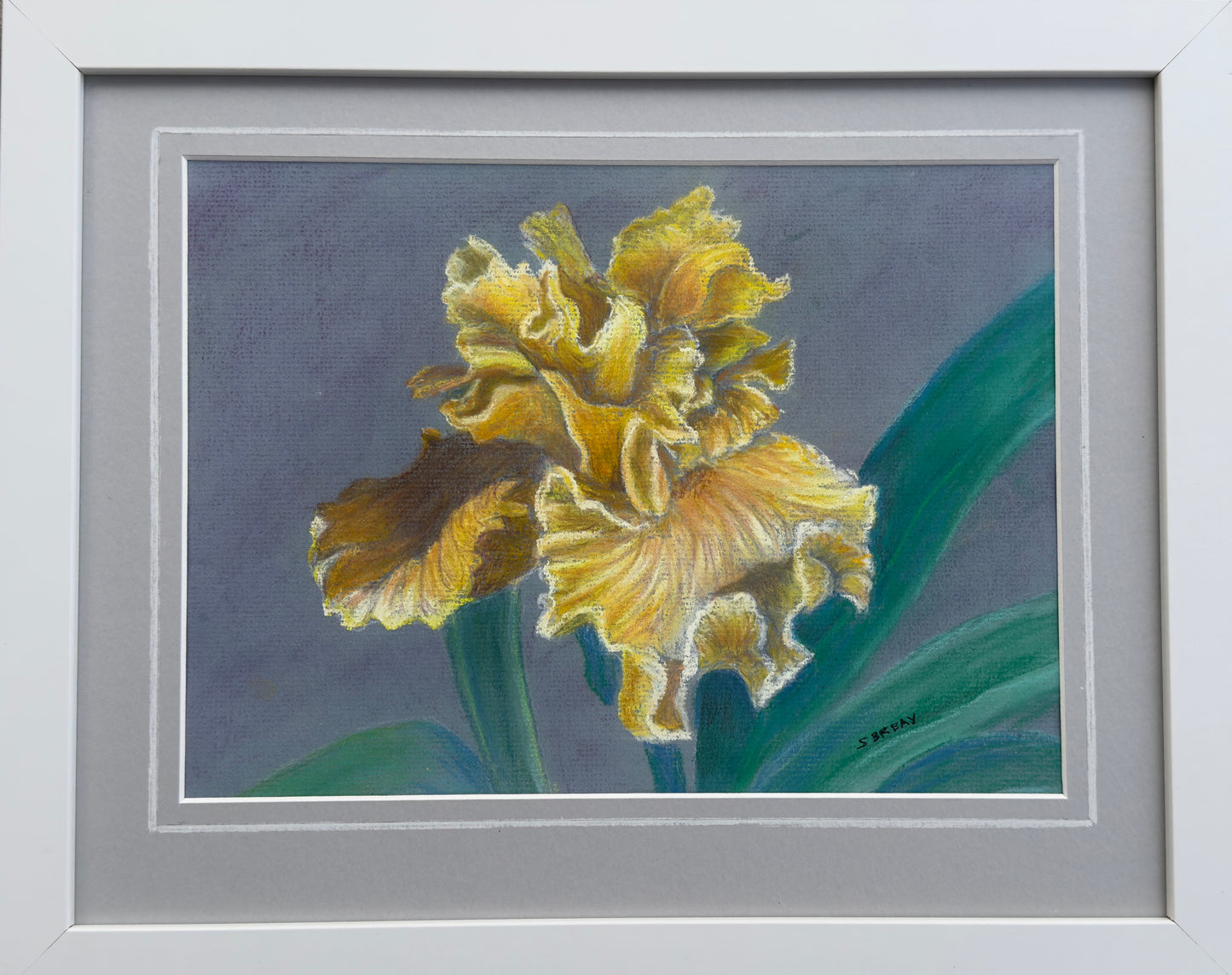 "SHARON'S YELLOW IRIS" Original Pastel on 100% Rag Paper